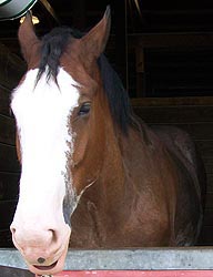 [photo, Clydesdale, Maryland State Fair, Timonium, Maryland]