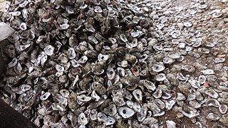 [photo, Oyster shells, Benedict, Maryland]