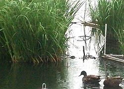 [photo, Floating wetland, created by National Aquarium, Inner Harbor, Baltimore, Maryland]