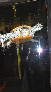 [photo, Diamondback Terrapin (Malaclemys terrapin), Delmarva Discovery Center and Museum, 2 Market St., Pocomoke City, Maryland]