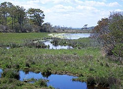 [photo, Assateague Island National Park Seashore (Worcester County), Maryland]