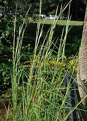  [photo, Grasses, Glen Burnie, Maryland]