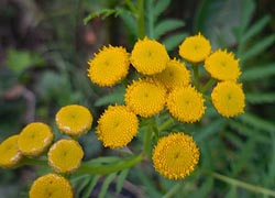  [photo, Tansy (Tanacetum vulgare L.), Glen Burnie, Maryland]