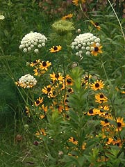  [photo, Queen Anne's Lace and Black-Eyed Susans, Glen Burnie, Maryland]