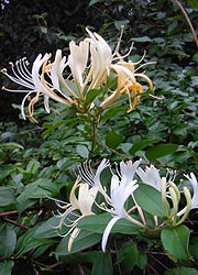  [photo, Honeysuckle (Lonicera L.), Glen Burnie, Maryland]