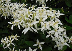  [photo, Sweet Autumn Clematis (Clematis terniflora), Crownsville, Maryland]