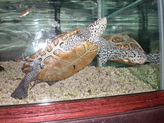 [photo, Northern Diamondback Terrapin (Malaclemys t. terrapin), Tawes Building, Dept. of Natural Resources, Annapolis, Maryland]