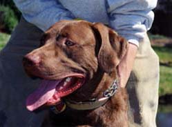 [photo, Chesapeake Bay Retriever, Annapolis, Maryland]