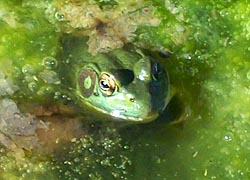 [photo, Green Frog (Lithobates clamitans), Monkton, Maryland]