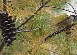 [photo, House Sparrow on White Pine, Annapolis, Maryland]