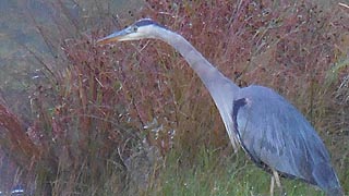 [photo, Great Blue Heron (Ardea herodias), New Germany State Park, Grantsville, Maryland]