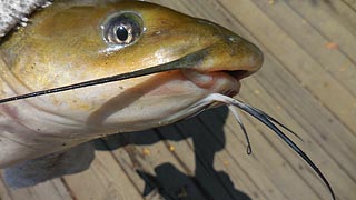 [photo, Catfish, Pasadena, Maryland]