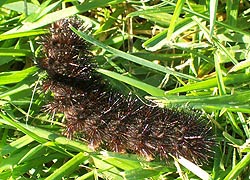 [photo, Giant Leopard Moth caterpillar/Giant Woolly Bear (Hypercompe scribonia), Monkton, Maryland]