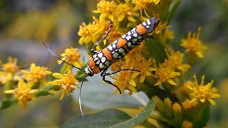 [photo, Ailanthus Webworm (Atteva aurea) on goldenrod, Glen Burnie, Maryland]