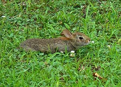 [photo, Eastern Cottontail Rabbit, Glen Burnie, Maryland]