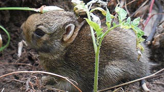 [photo, Baby Eastern Cottontail Rabbit, Glen Burnie, Maryland]