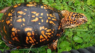 [photo, Eastern Box Turtle (Terrapene c. carolina), Glen Burnie, Maryland]