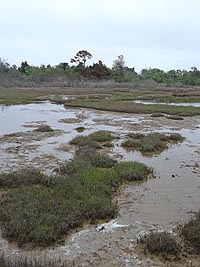 [photo,  Assateague Island National Seashore, Berlin, Maryland]