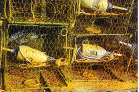 [photo, Yellow crab pots (traps), Chesapeake Beach, Maryland]