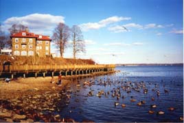 [photo, Mallards on Susquehanna River, Havre de Grace, Maryland]